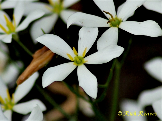 {Sabatia brevifolia}